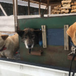 鹿の狩猟・解体ミックスツアー