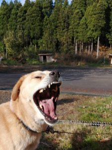 年末年始休暇のお知らせ