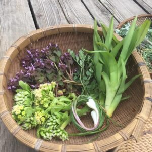 山野草体験、はじまります！