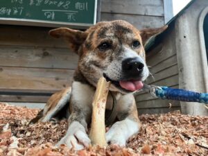 年末年始休暇のお知らせ(12/28-1/5)