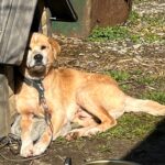 視察/研修ページを更新しました