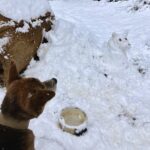 【冬のおすすめ】スノーアクティビティのページを更新しました