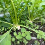 料金改定のお知らせ