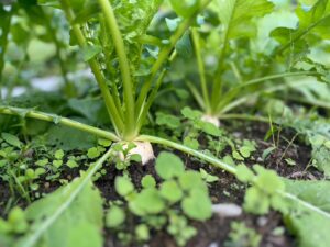 料金改定のお知らせ