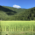 お米の販売価格につきまして