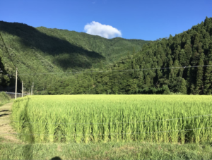 お米の販売価格につきまして