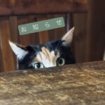 メールアドレスについて